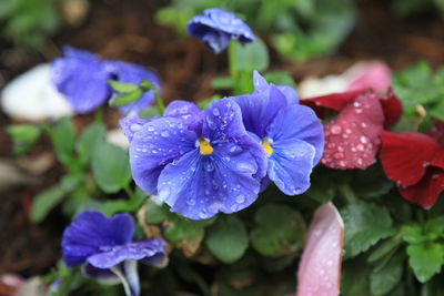 Close-up of wet purple flowering plants