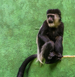 Portrait of monkey sitting on green zoo
