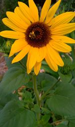 Close-up of sunflower blooming outdoors