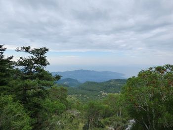 Trees on landscape against mountain range