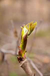 Close-up of plant