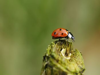 Close-up of ladybug on leaf