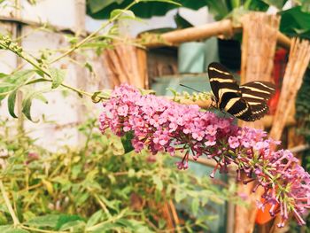 Butterfly on pink flowers in wingham wildlife park