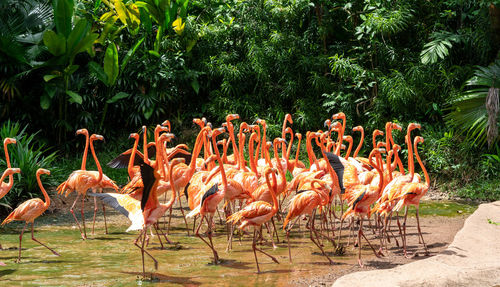 View of birds by the lake