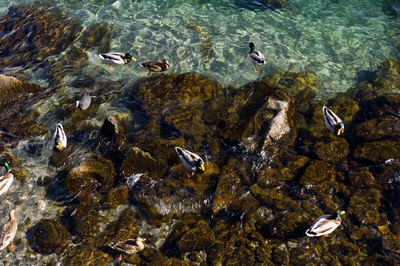 High angle view of ducks swimming on lake