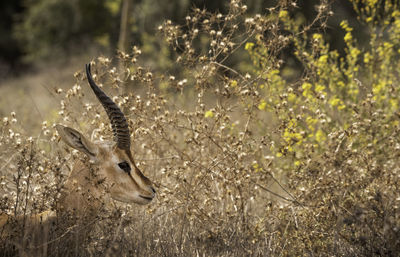 Side view of deer by plant