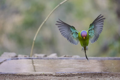 View of bird flying