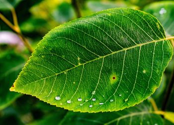 Close-up of wet plant leaves