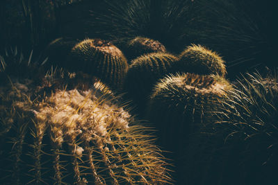 Close-up of cactus growing on field