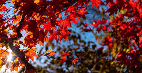 Low angle view of maple leaves on tree