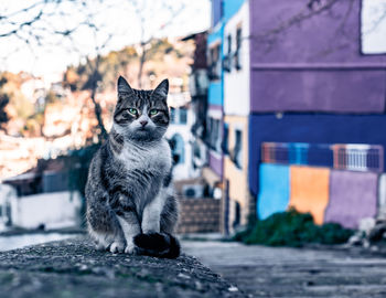 Portrait of cat sitting outdoors