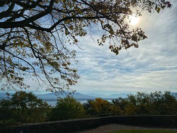 Low angle view of trees against sky