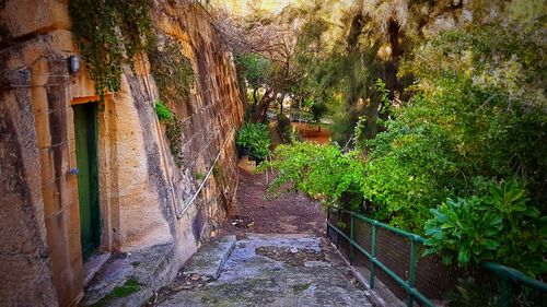 Plants and trees by water
