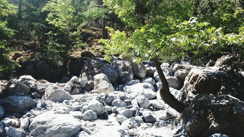 Scenic view of tree growing in water