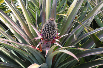 Close-up of succulent plant