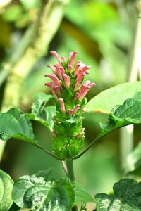 Close-up of red flowering plant