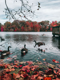 Bird flying over calm lake