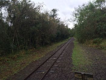 Railroad track in forest