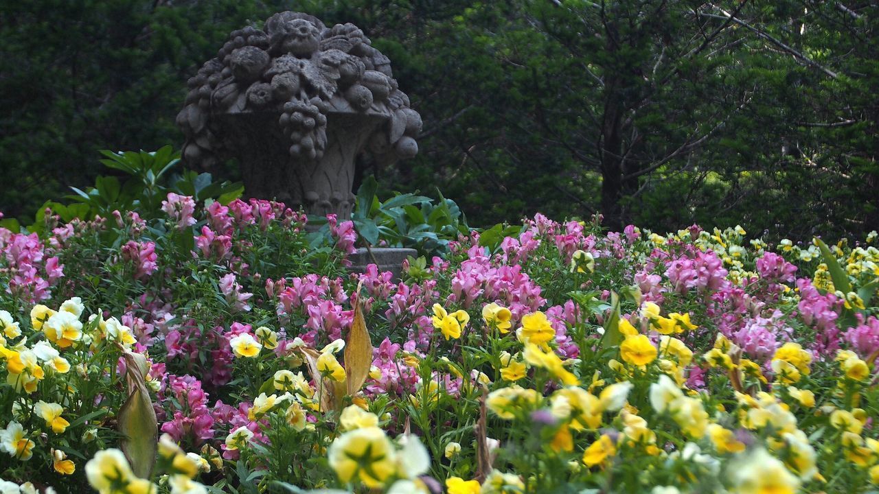 flower, freshness, growth, fragility, beauty in nature, plant, blooming, nature, petal, park - man made space, in bloom, flower head, purple, abundance, outdoors, day, rock - object, springtime, formal garden, field