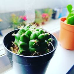 Close-up of succulent plant on table