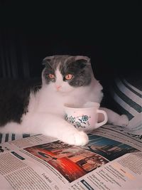 High angle view of cat sitting on book