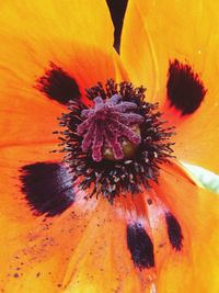 Extreme close up of flower