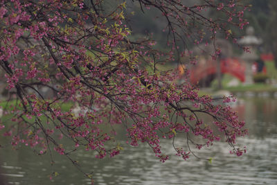 Close-up of pink cherry blossom tree