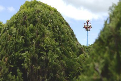 Low angle view of plants against sky