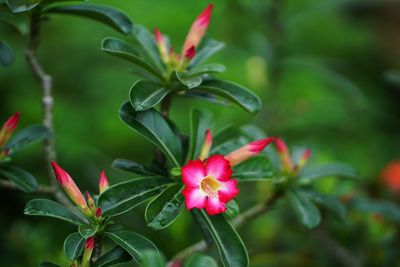 Close-up of red flowering plant