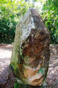 Close-up of tree stump