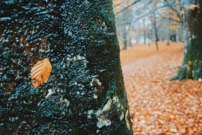 Close-up of crab on tree trunk during autumn