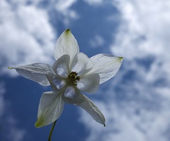 Close-up of white flowers