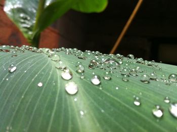 Close-up of water drops on leaf