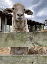 View of an animal pen