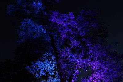 Low angle view of purple flowers