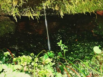 Close-up of fresh green plants in water