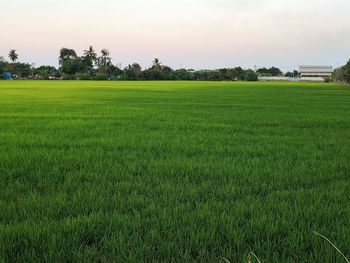 Scenic view of agricultural field against sky