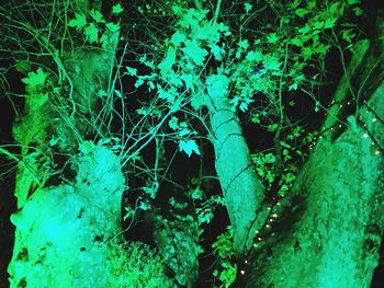 Close-up of tree trunk in forest