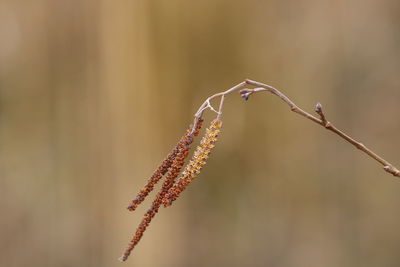 Close-up of dry plant