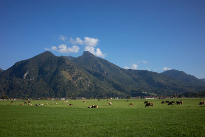 Cows on grassy landscape against mountains