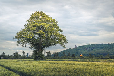 Scenic view of agricultural field against sky