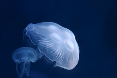 Close-up of jellyfish swimming in sea