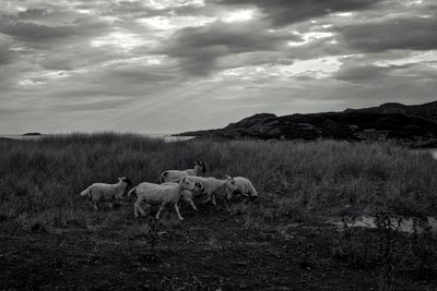 Cows grazing on field against sky