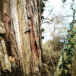 Close-up of tree against sky