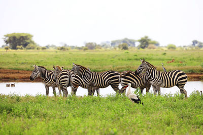 Zebras in tsavo east national park, kenya, africa