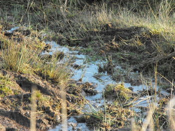 Stream in forest