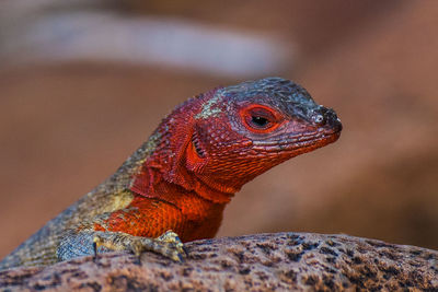 Close-up of the head of a lizard