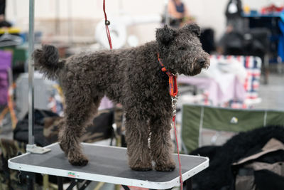 Dog looking away