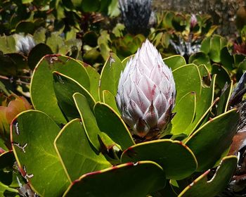 Close-up of plant