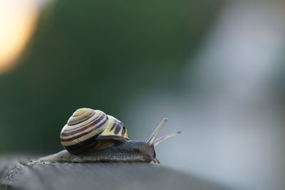 Close-up of snail